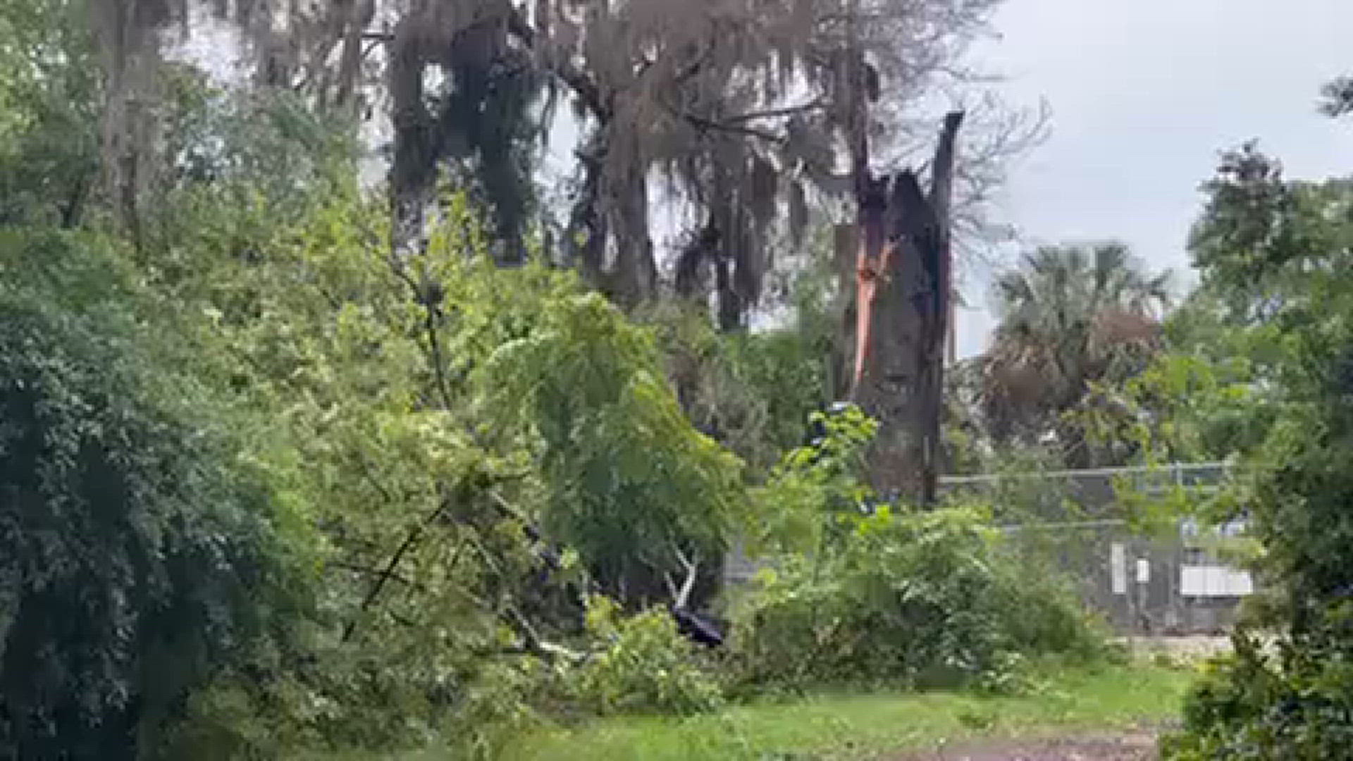 Trees by Riverview Park in Jacksonville were snapped, split on Friday during severe weather.
Credit: Renata Di Gregorio