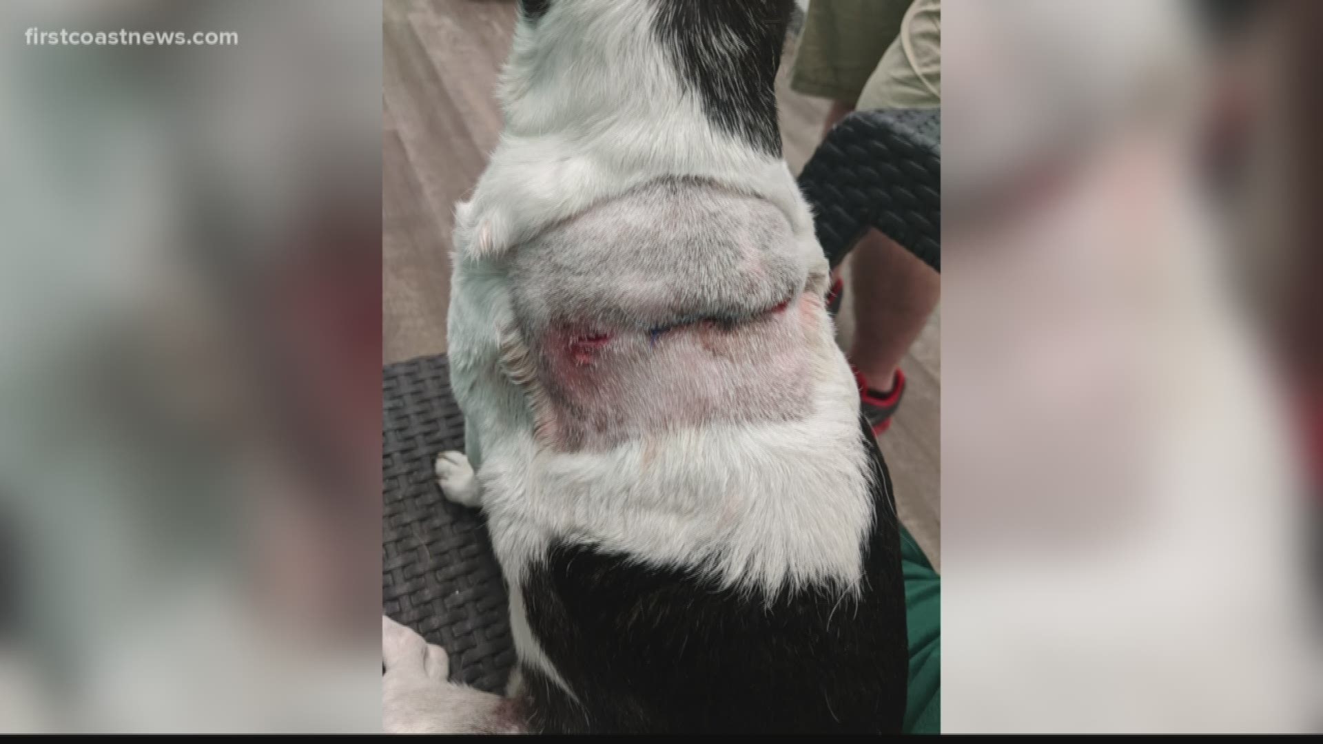 "There are two vicious dogs roaming the neighborhood. Once they pulled her through the fence they shook her and then just turned around and ran with her."