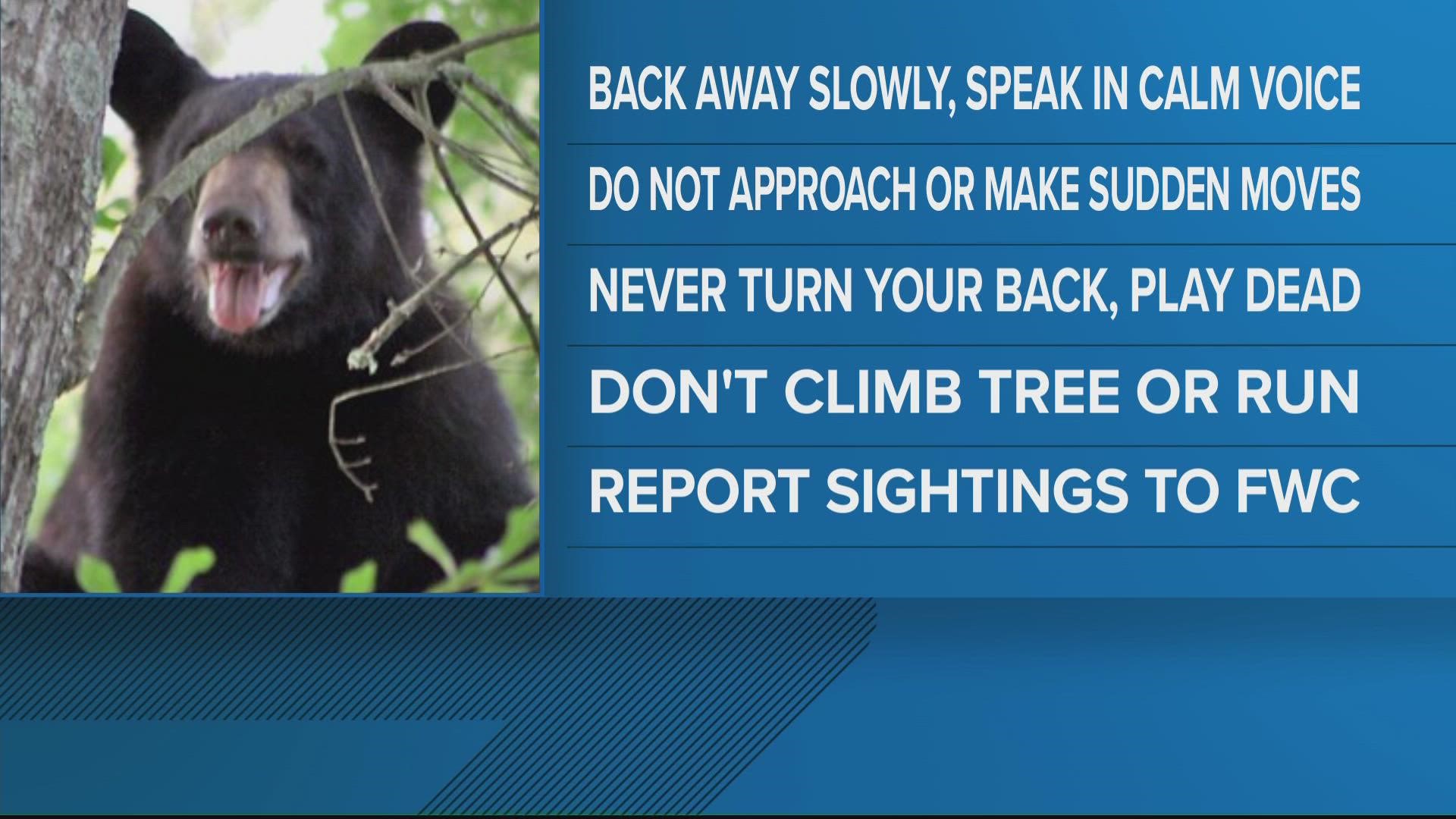 Police were alerted to a bear on Memorial Court in the Magnolia Point Golf and Country Club on Saturday, a bear was also spotted on South Oakridge Ave.