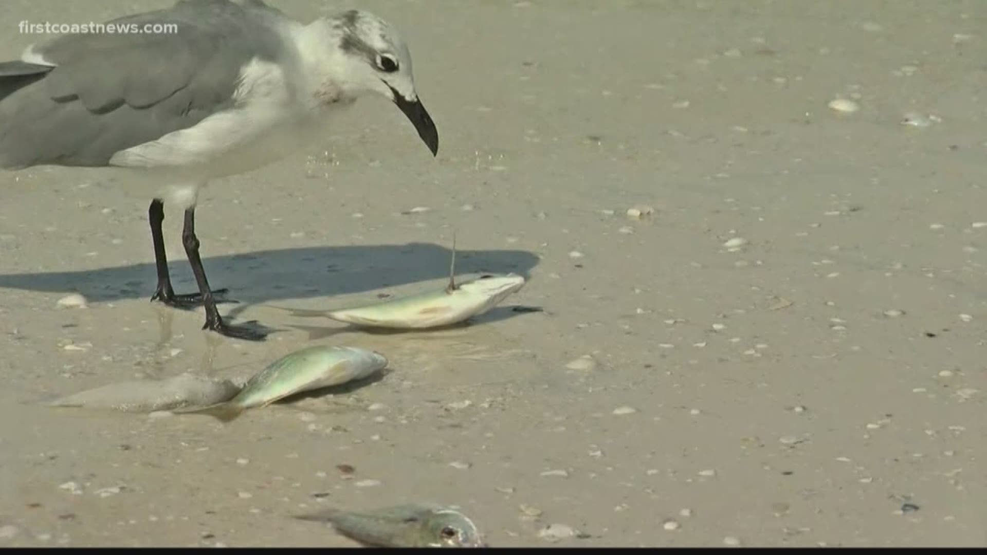 Report: 16 dolphin deaths linked to red tide off Florida - WINK News