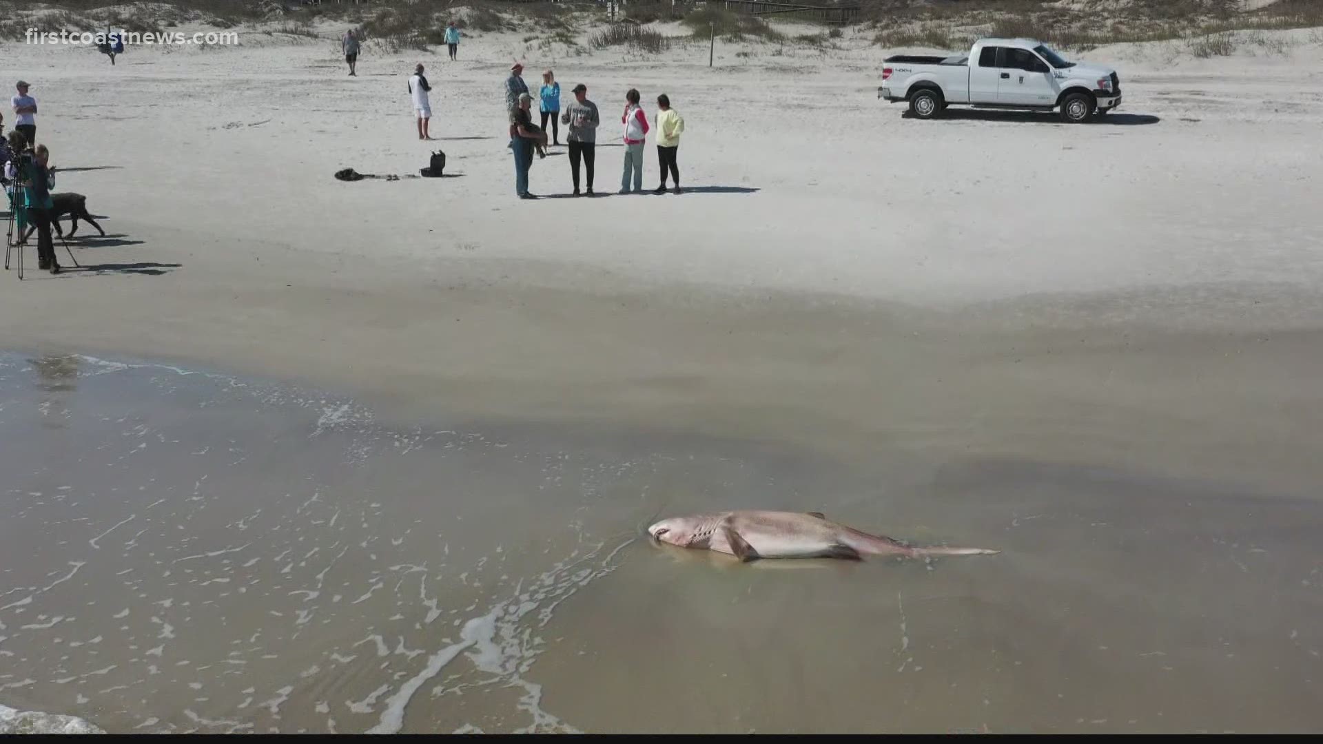 Duval County has fifth highest number of shark attacks nationwide |  