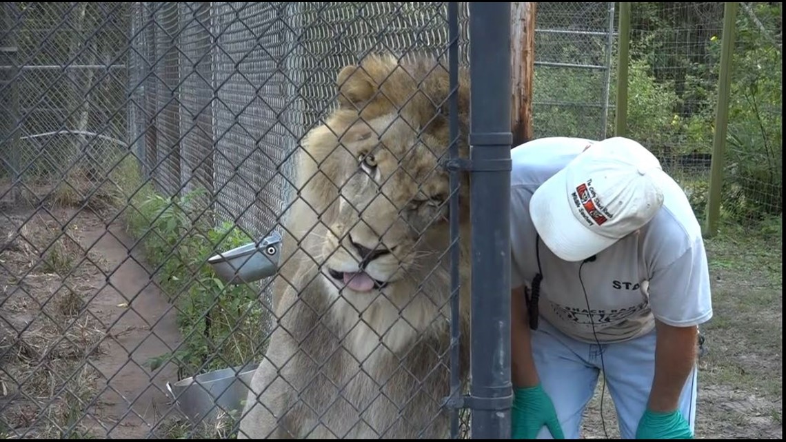 Florida news station feeds tigers for 'Kids Free November
