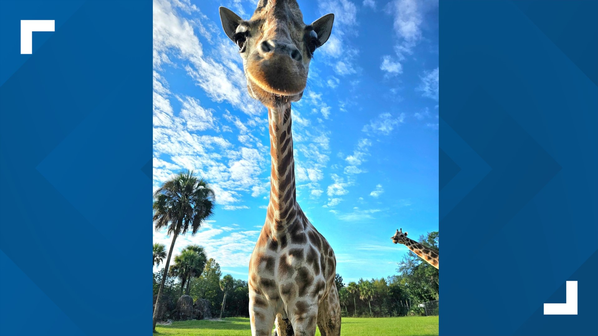 22-year-old giraffe Spock dies at Jacksonville Zoo & Gardens