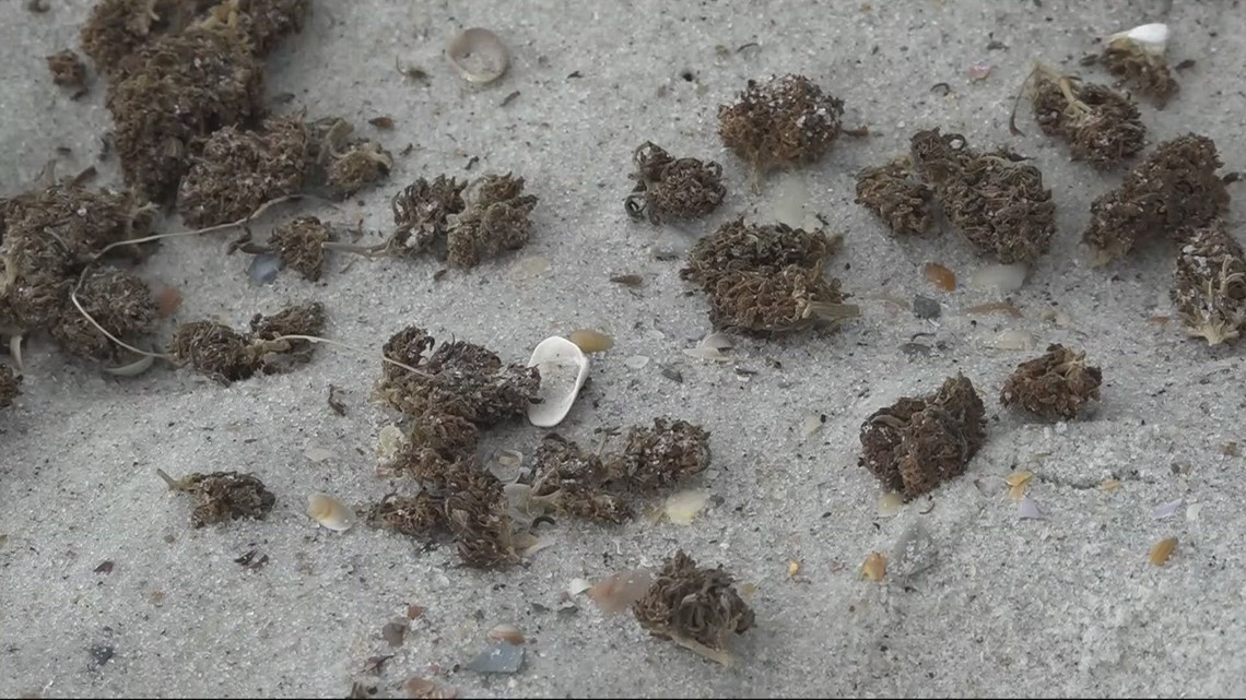 'Like finding a shark's tooth' Neptune Beach visitors excited when