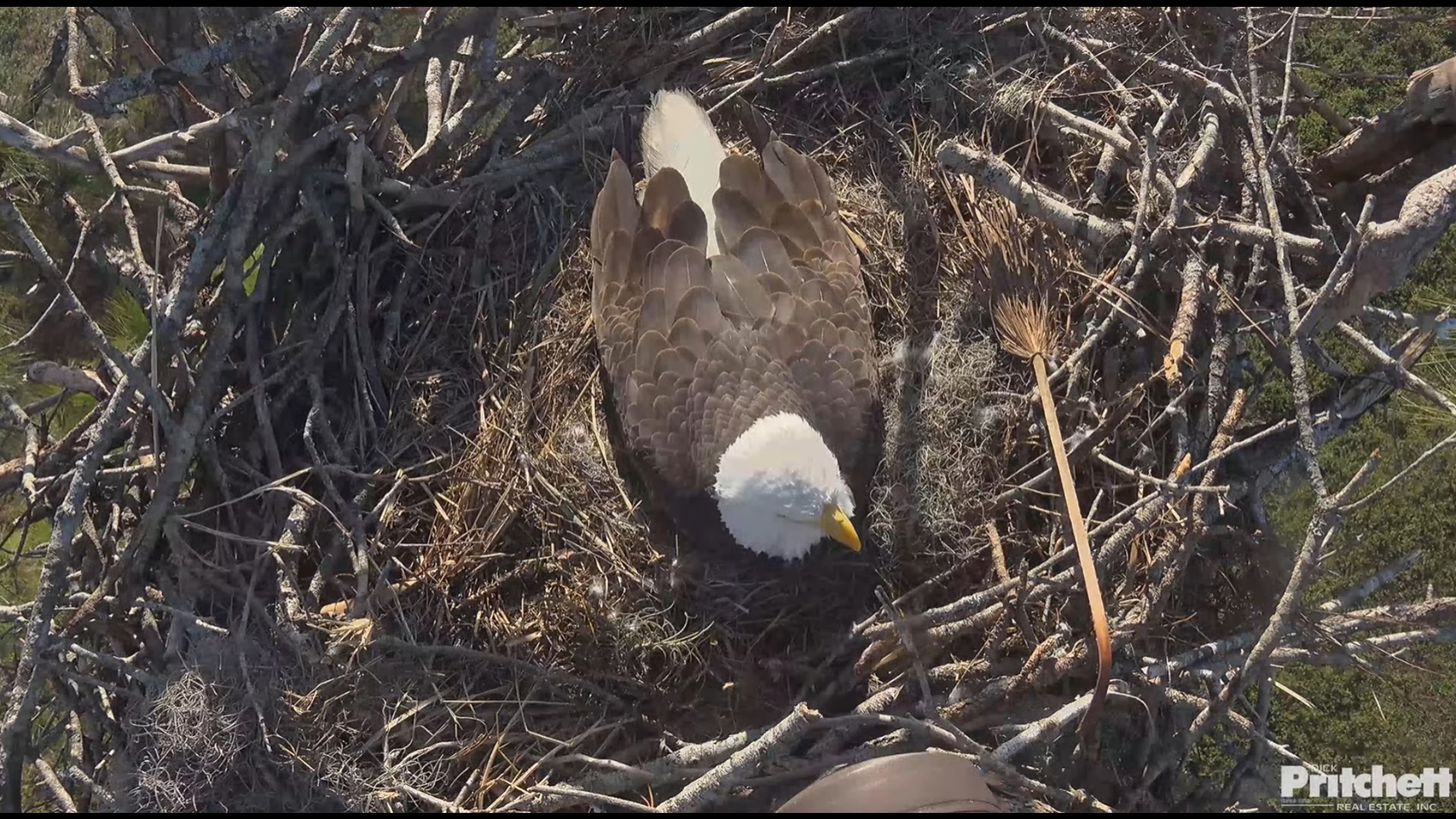 Southwest Florida's beloved bald eagle pair, F23 and M15, are expecting once again. Video courtesy the Southwest Florida Eagle Cam and Dick Pritchett.