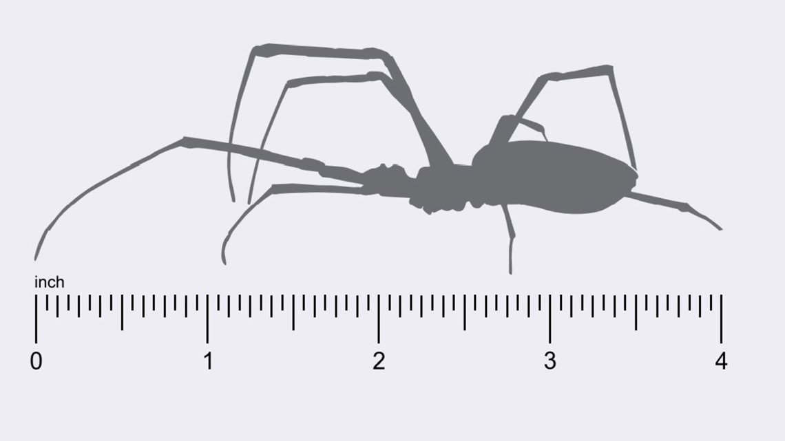 Joro spiders: Huge, invasive species spreading. Is Florida next?