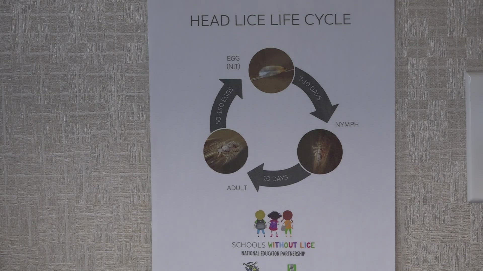 Questions raised about head lice's First Coast impacts | firstcoastnews.com