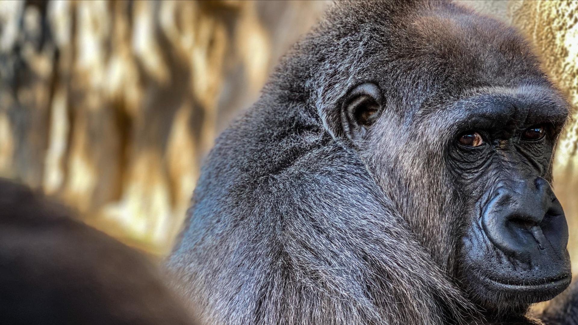 Bulera, a 35-year-old female western lowland gorilla at Jacksonville Zoo and Gardens, has died due to an illness, the zoo announced Thursday.