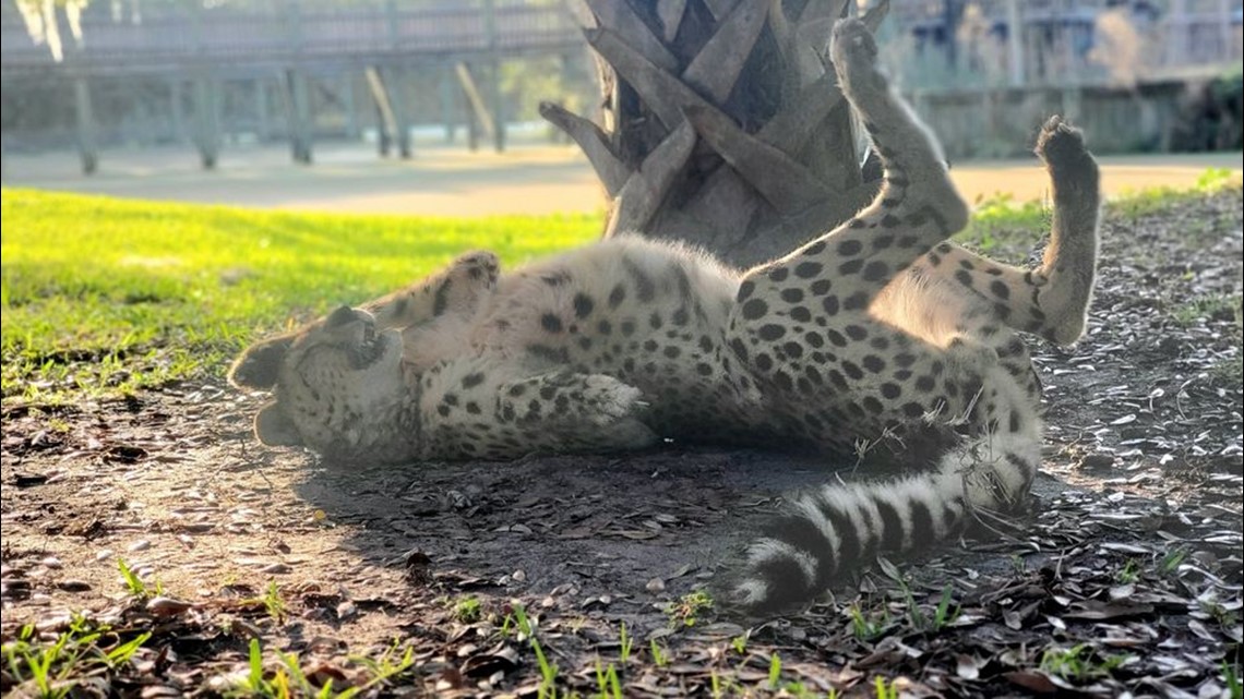 Jacksonville Zoo announces death of Steve the cheetah