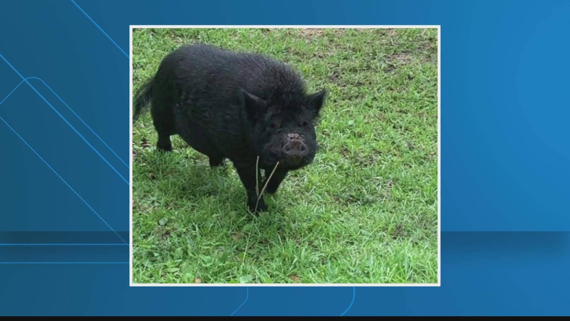 If you own this lost pig, or know who does, JSO is asking you to call 904-630-0500.