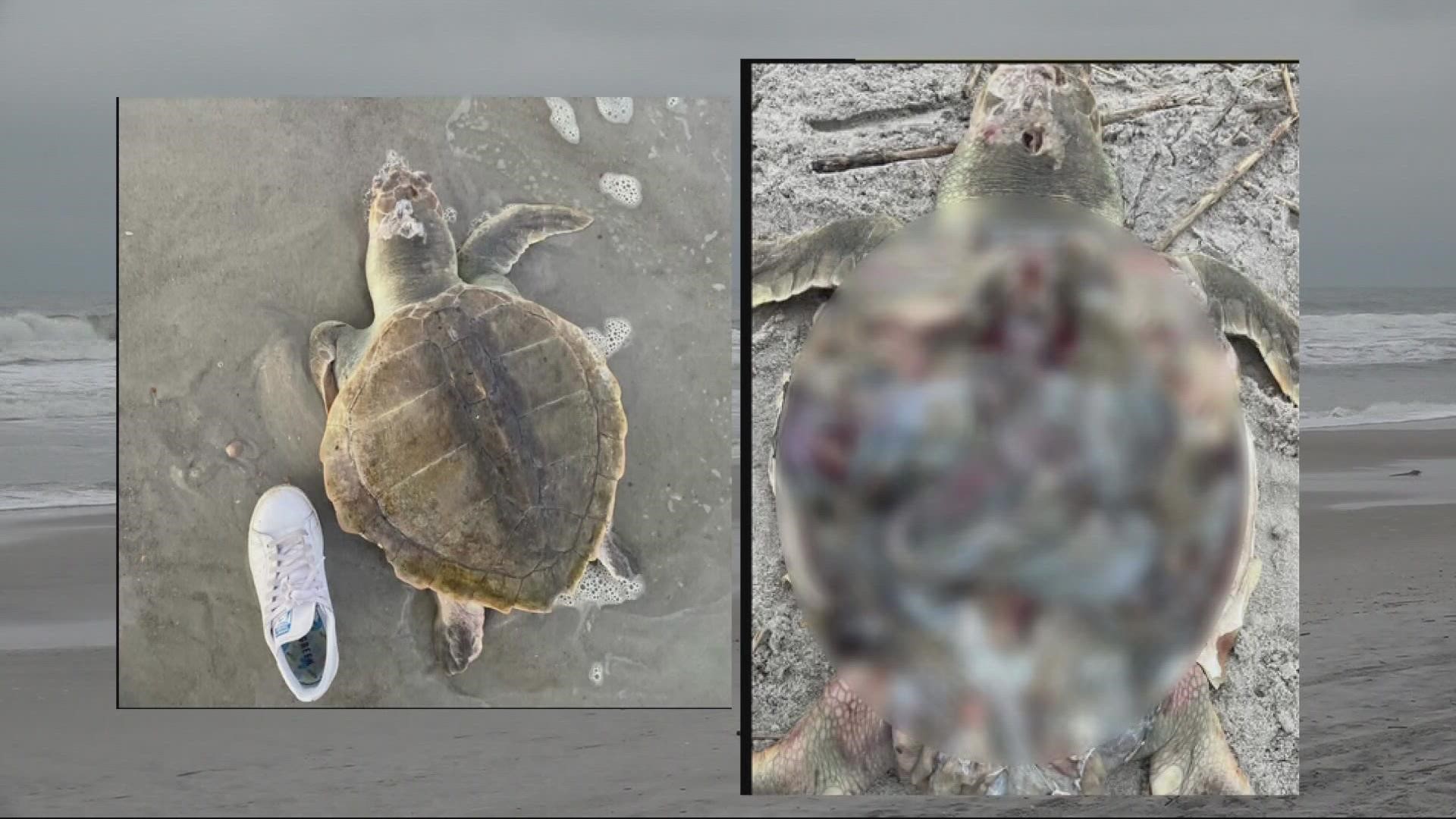 turtle-patrol-reports-mutilated-sea-turtle-in-atlantic-beach