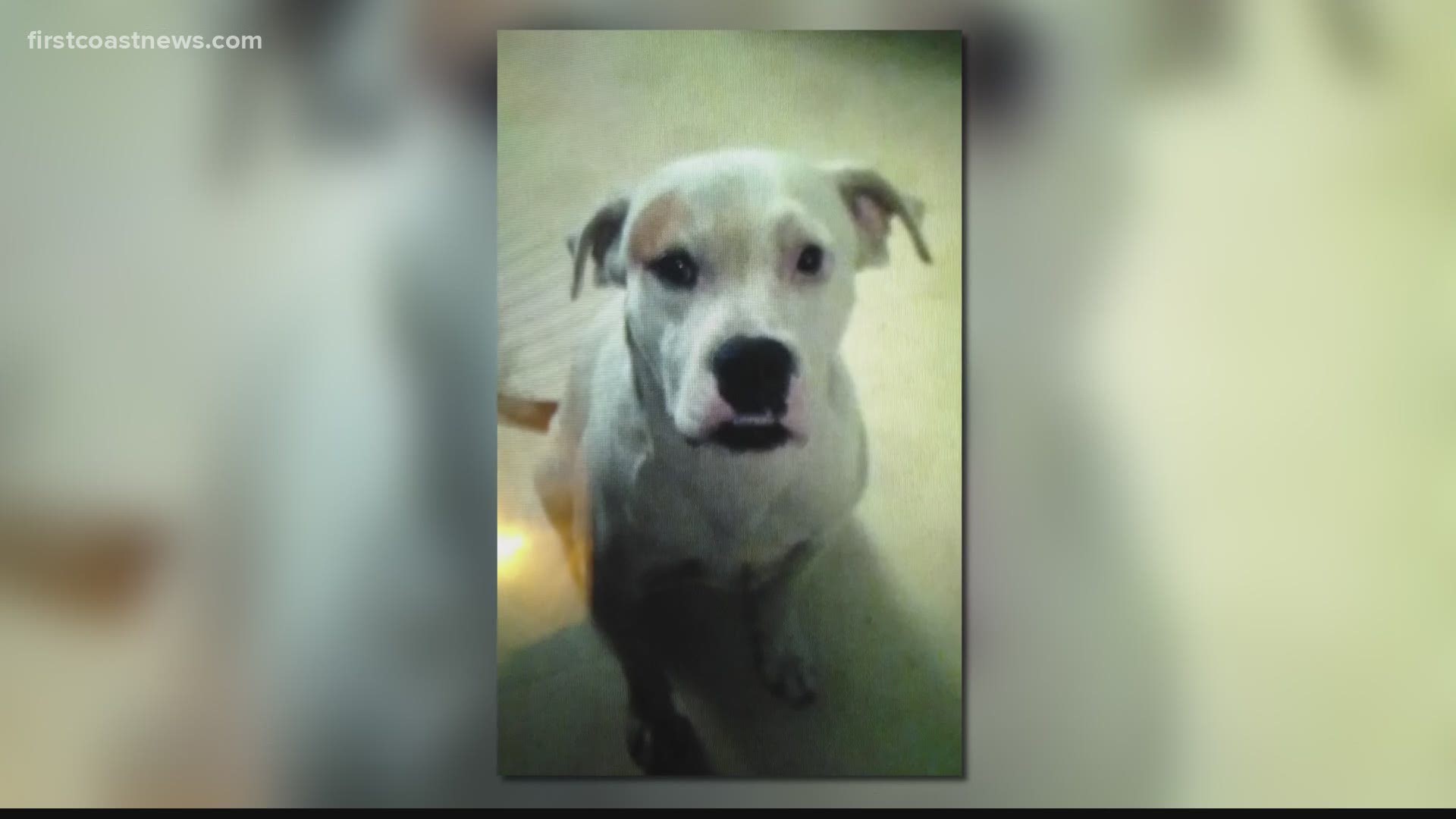 The Jacksonville Sheriff's Office said the dog charged at the officer who was responding to assist JFRD with a medical call. The officer shot the dog three times.