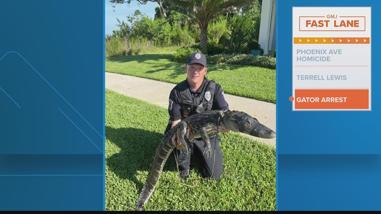 St. Augustine police wrangle several gators