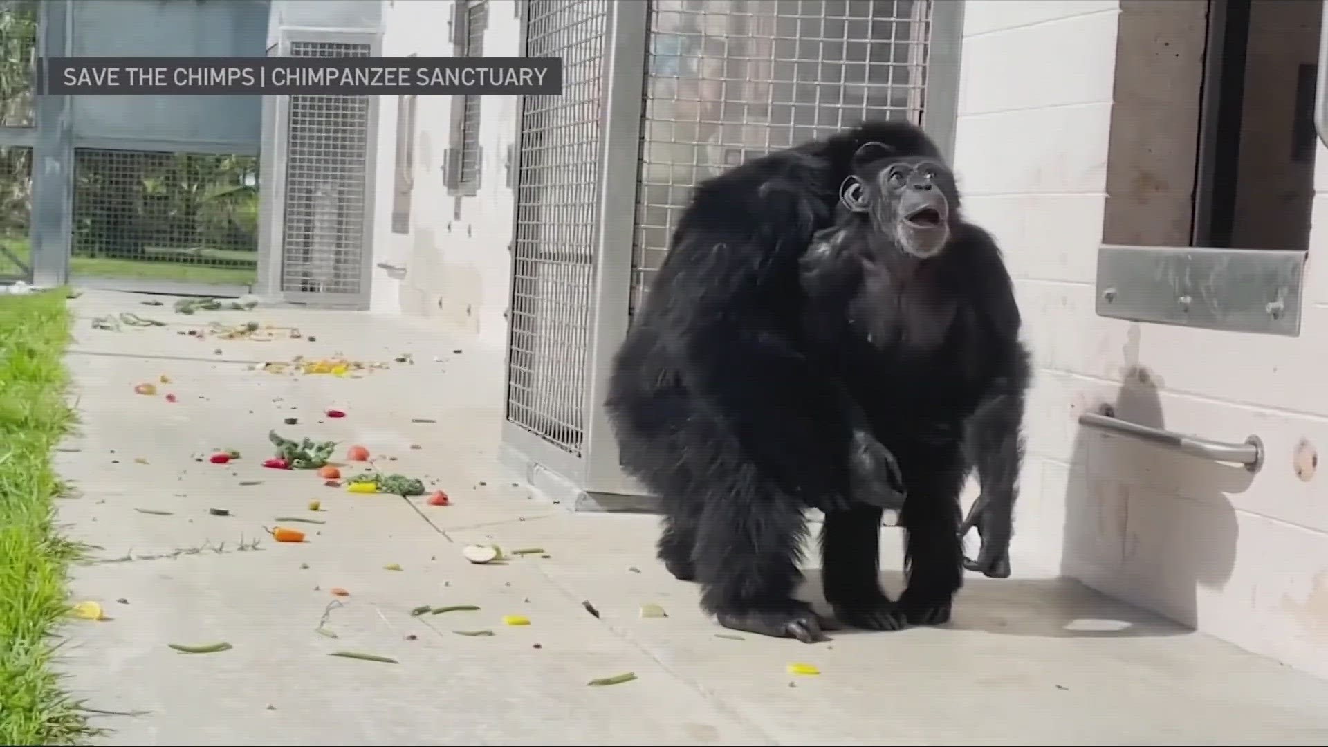 Video: Chimpanzee astonished at seeing sky for the first time