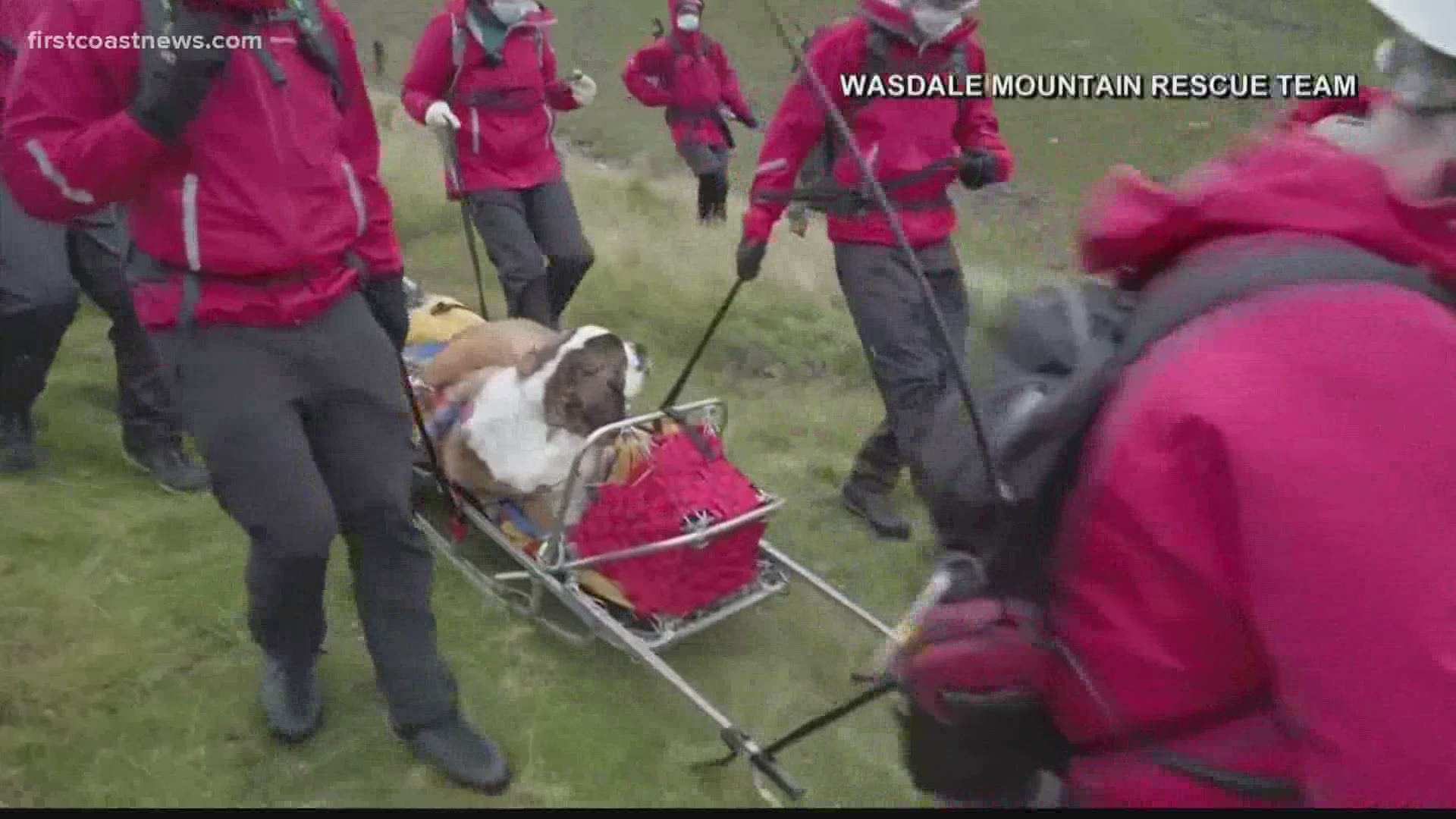 A rescue team scaled the mountain and strapped the 121-pound dog to a stretcher and gently carried her down.