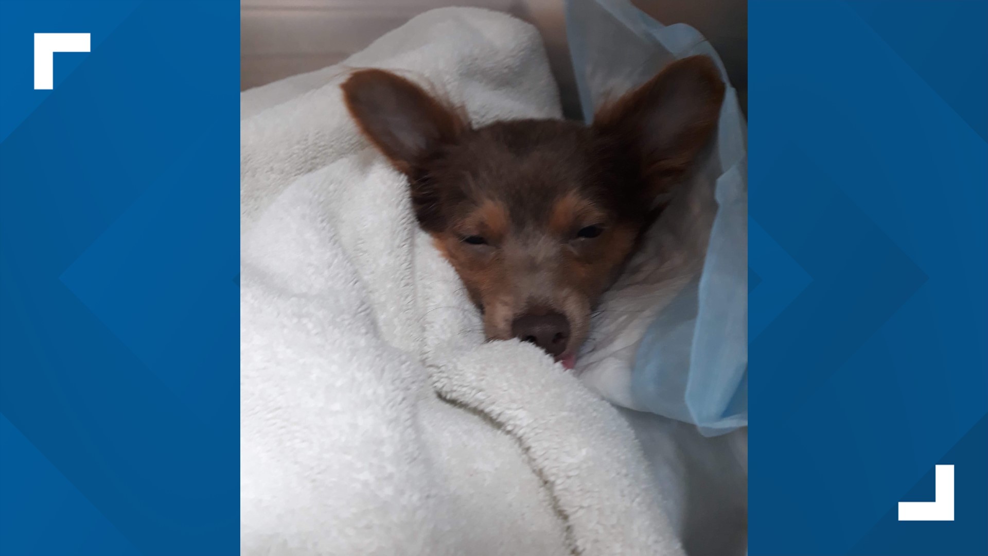 Owners Wanted To Euthanize Dog Facing Expensive Surgery For Broken Leg owners-wanted-to-euthanize-dog-facing-expensive-surgery-for-broken-leg