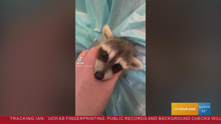 Crystal the racoon joins GMJ crew for a very special taste test