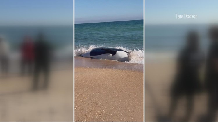 Orca found beached in Palm Coast area