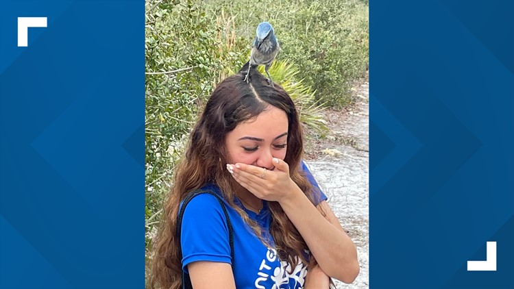 Florida high schoolers push to make 'Scrub Jay' new state bird