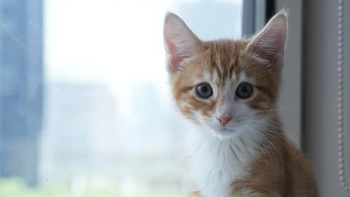   New strain : Safe Animal Shelter quarantining all cats due to feline distemper outbreak