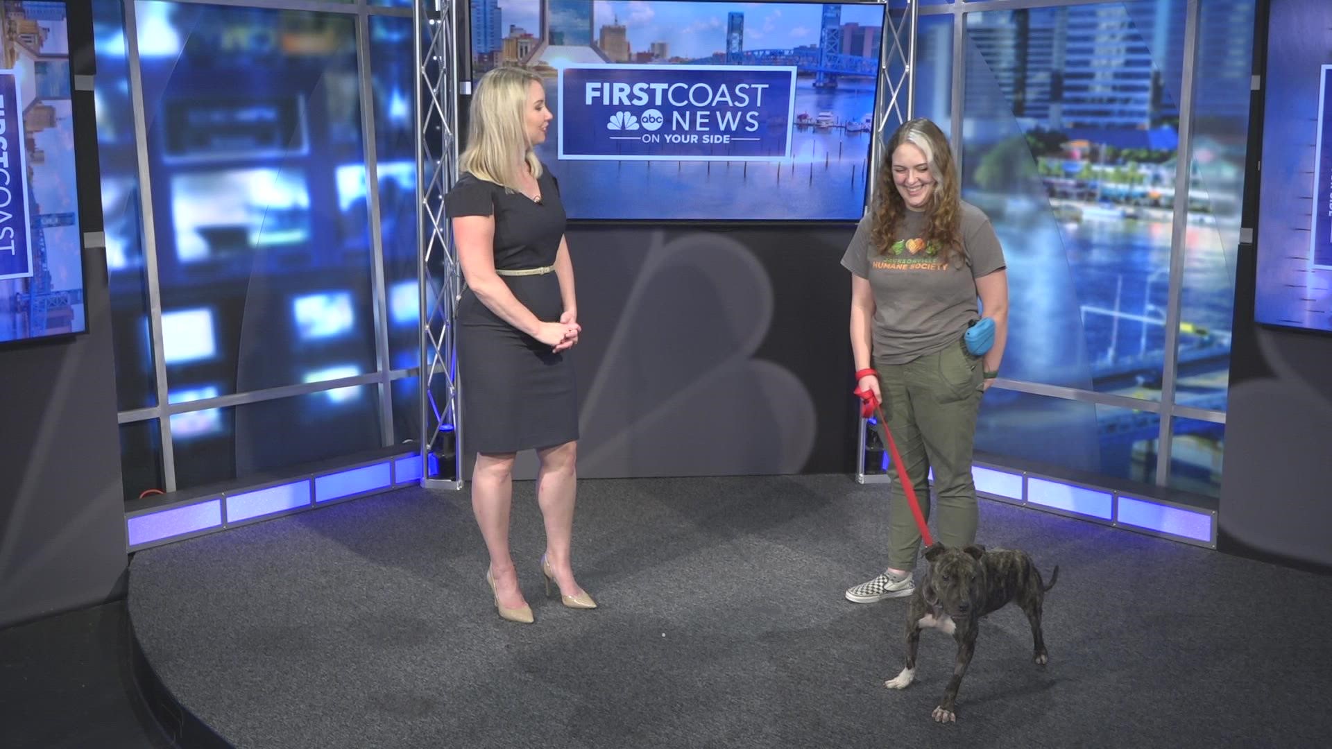 Meet Pawzilla from the Jacksonville Humane Society! He is full of energy and would prefer to be the star of the show!