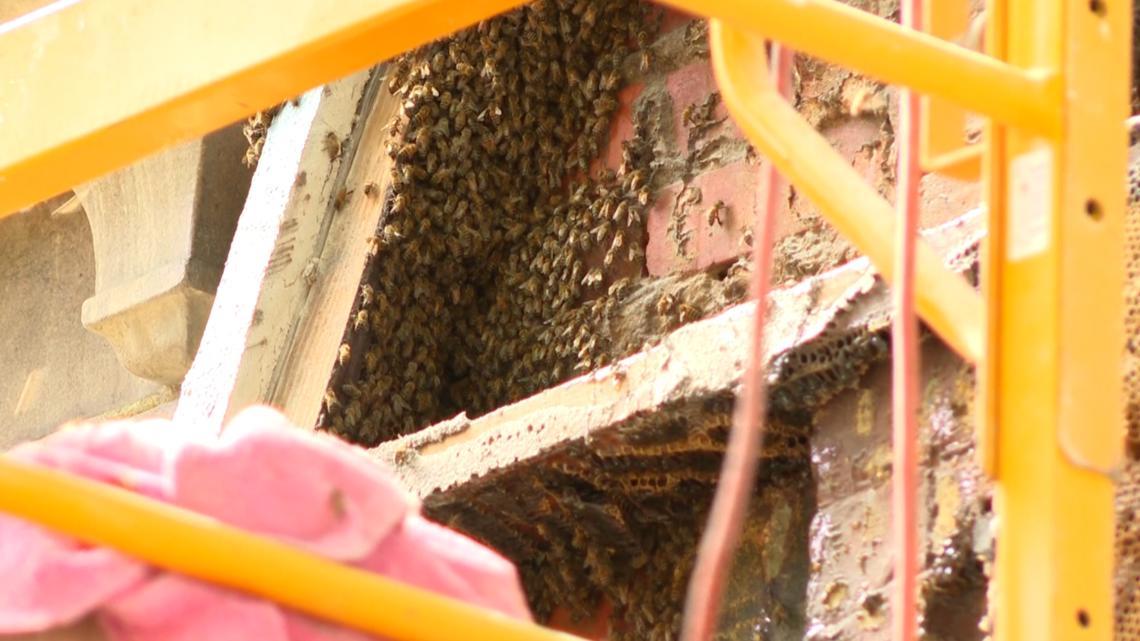 Florida Theatre removes more than 20,000 bees from outside wall - Vimarsana News