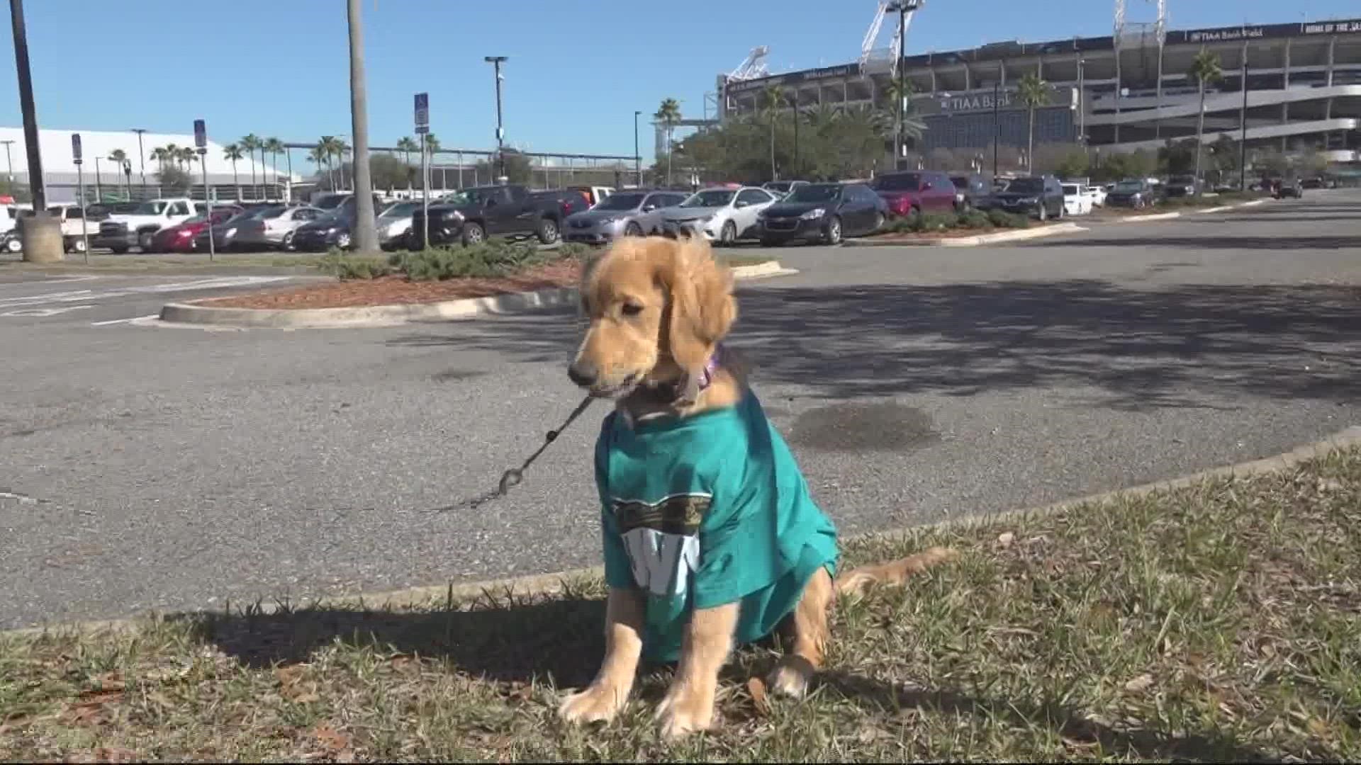The watch party will be a chance for the future service dog to get comfortable around crowds and work on his response to loud noises.