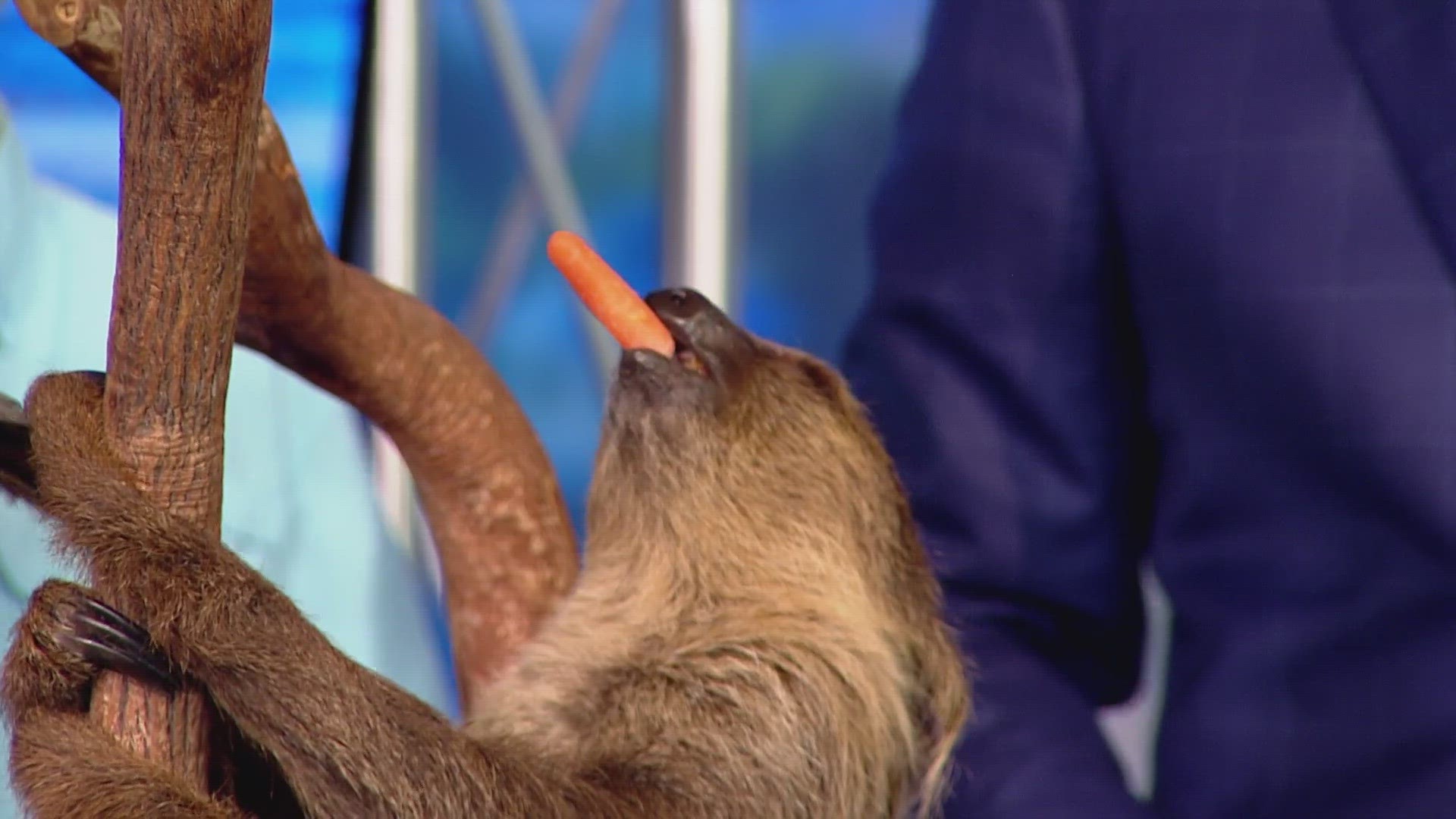 GMJ got a lot cuter and fuzzier Saturday morning as animals from Cool Zoo joined the show.