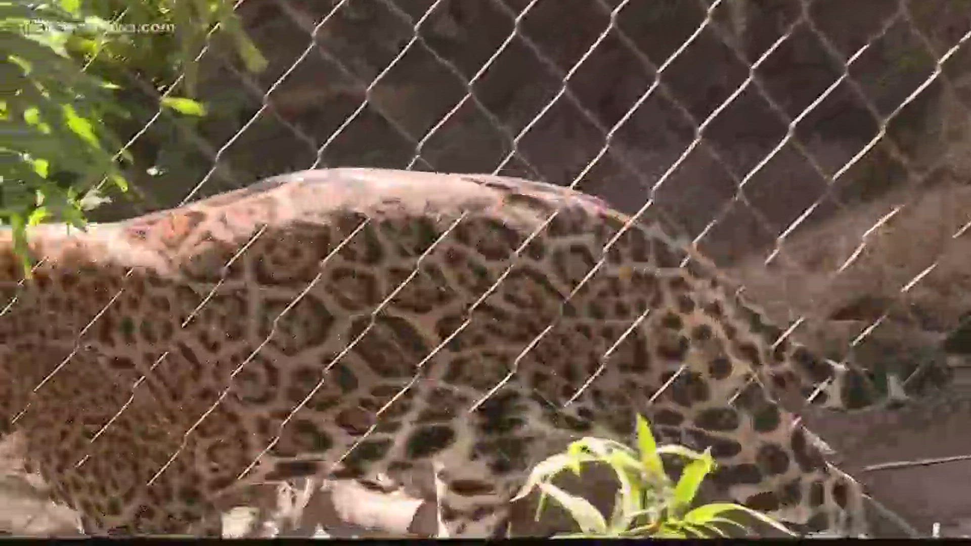 Spotting the difference: Jaguar print vs. cheetah, leopard print