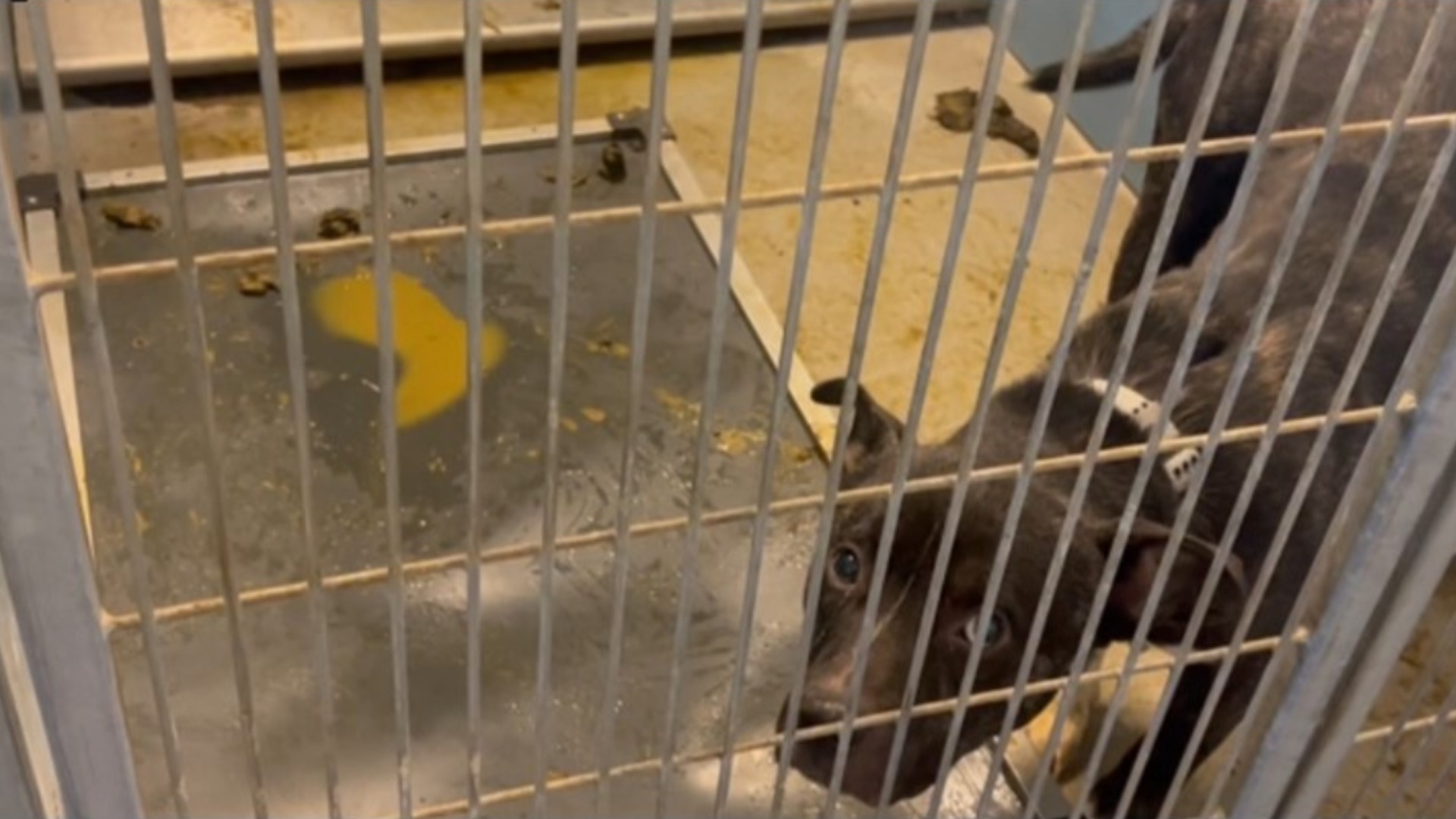 Dog kennel conditions at ACPS raise concerns for community