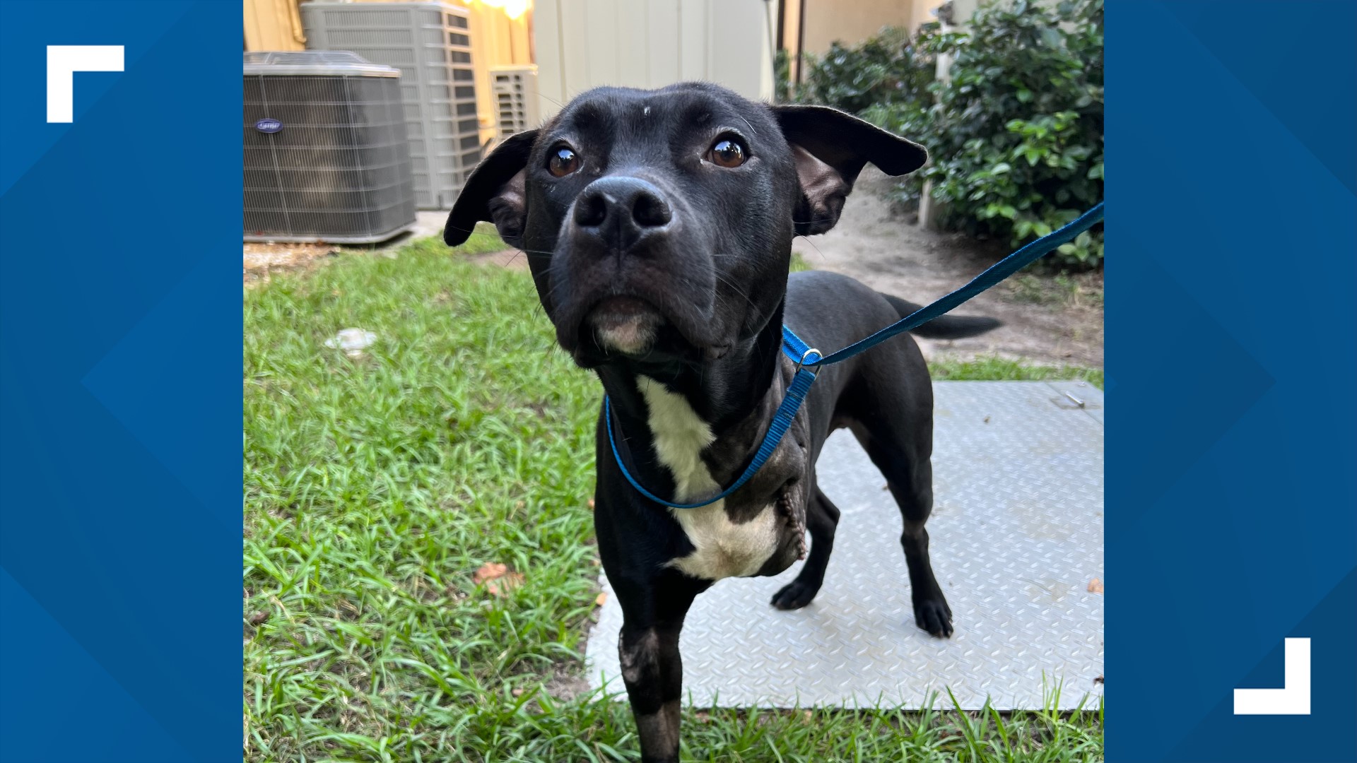 Three-legged Labrador looking for home | firstcoastnews.com