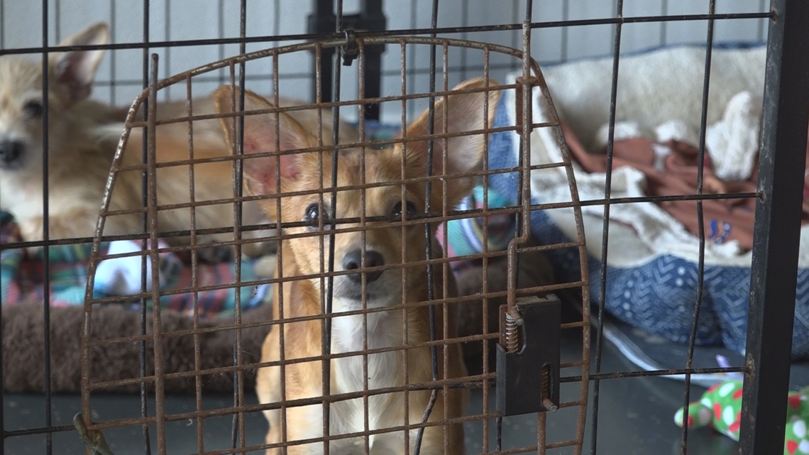 Rescue responds after dozens of chihuahuas were abandoned roadside in St. Johns County