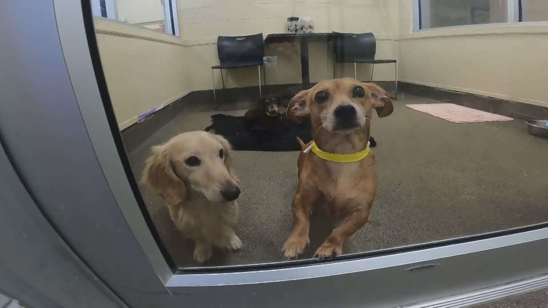 19 dachshunds were recovered from a breeder who was "in over her head," with some camping out for more than 12 hours.