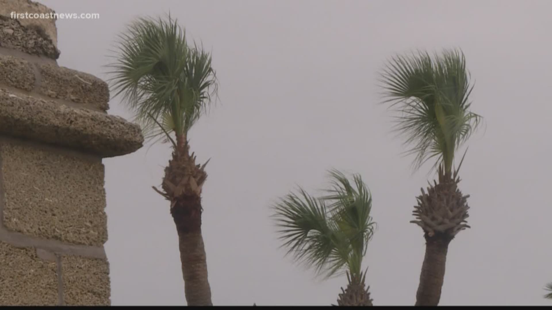 Not only is it illegal, but arborists say it could pose a problem during hurricane season.