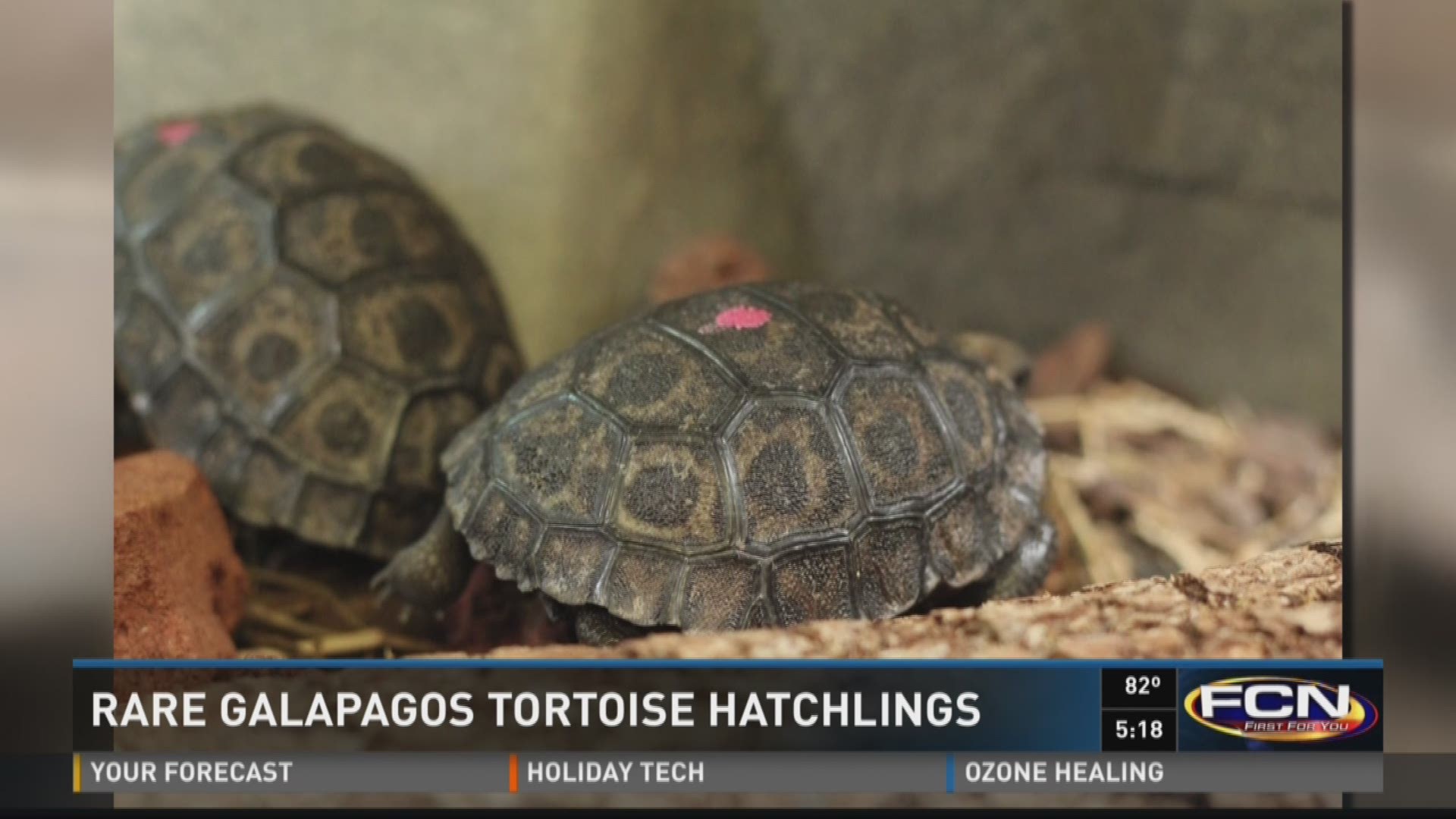 Rare Galapagos tortoise hatchlings