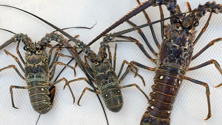 Police rescue baby lobsters, give Florida man ticket