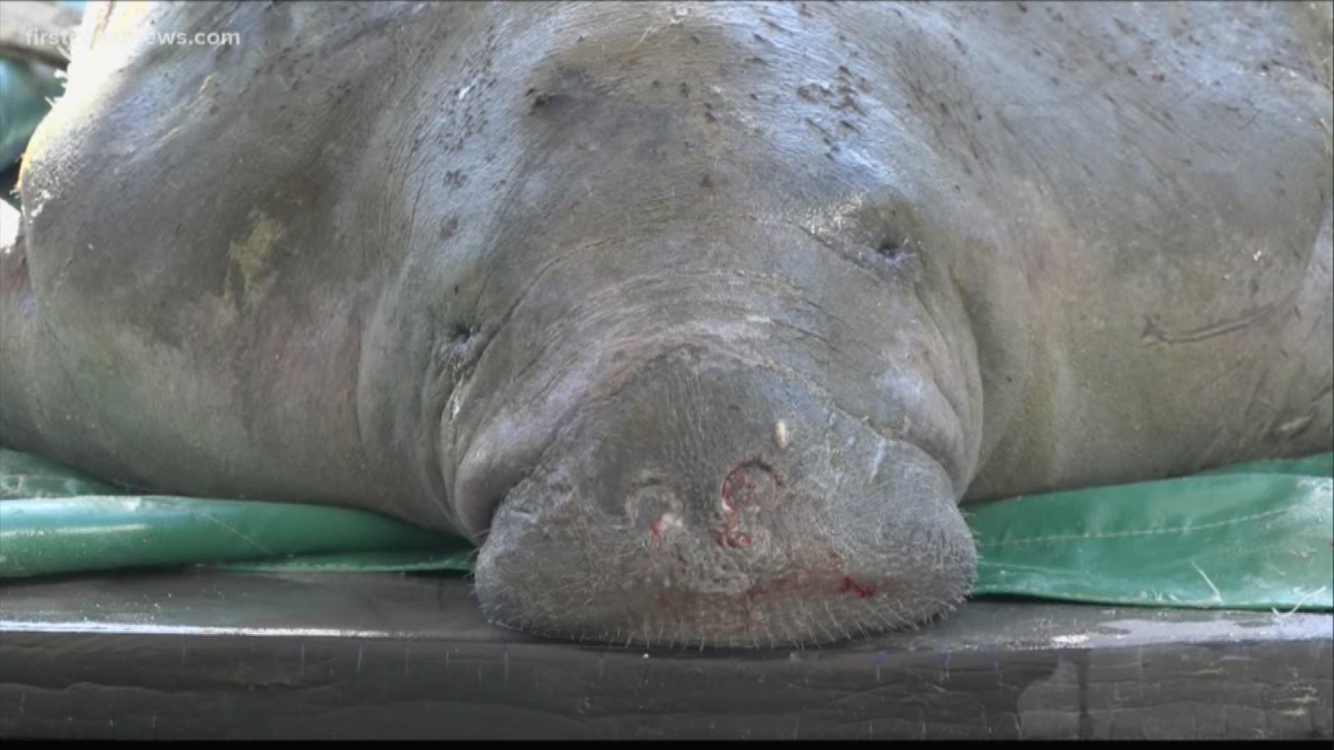 Coldwater temperatures may have made the manatee wash ashore and sick with something called cold stress syndrome.