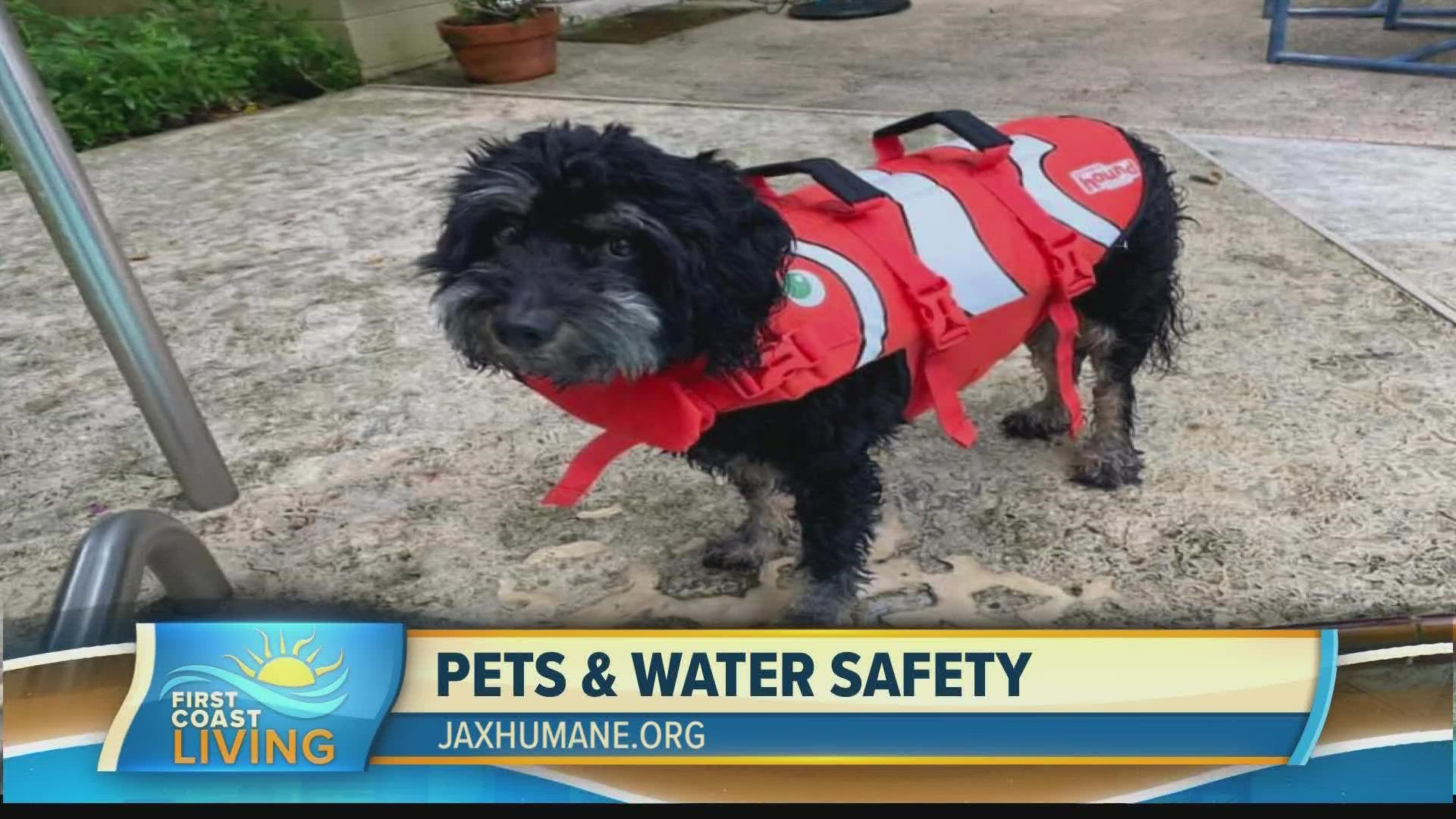 The Jacksonville Humane Director of Community Partnerships, Lindsay Layendecker discusses ways to ensure our pets have a fun and safe day near or on the water.