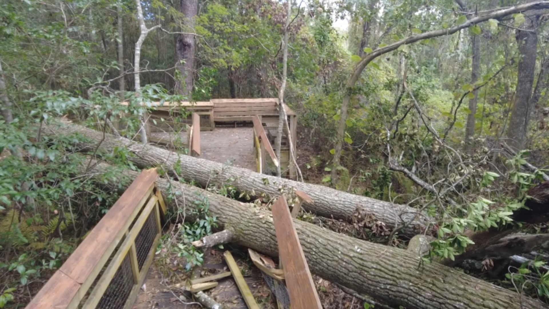 A Loblolly Bay tree fell due to age at the Jacksonville Arboretum & Botanical Gardens. It wasn't just any ordinary tree but, a champion tree. Here's what that means.