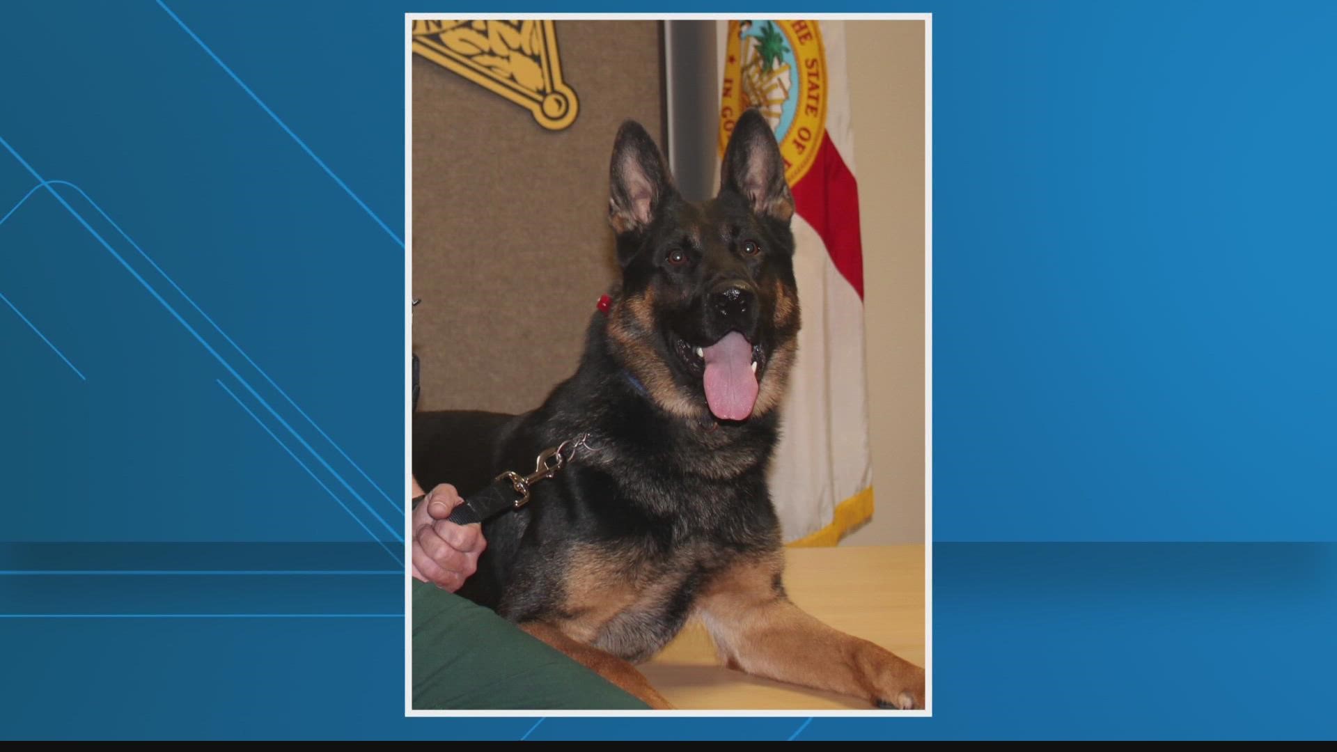 Do Dogs Really Wander Off To Die