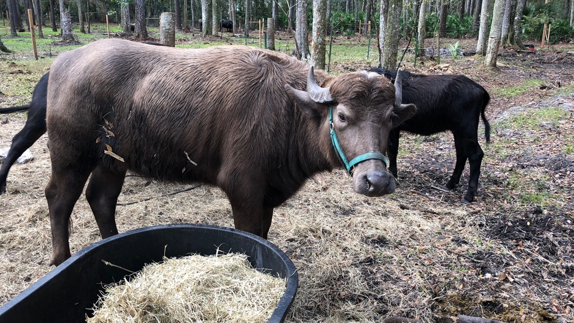 Ponte Vedra woman's backyard water buffalo farm produces dairy products sold on the First Coast - FirstCoastNews.com WTLV-WJXX