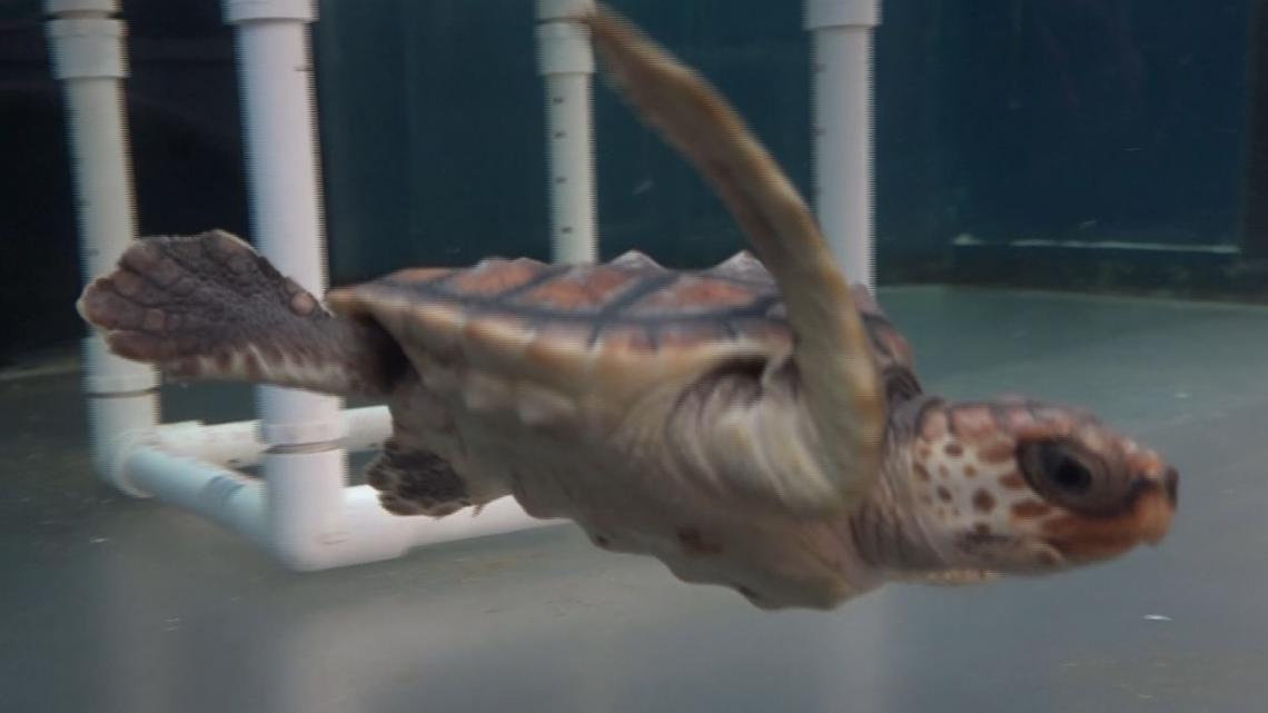 Help sea turtles on Jekyll Island ahead of nesting season!