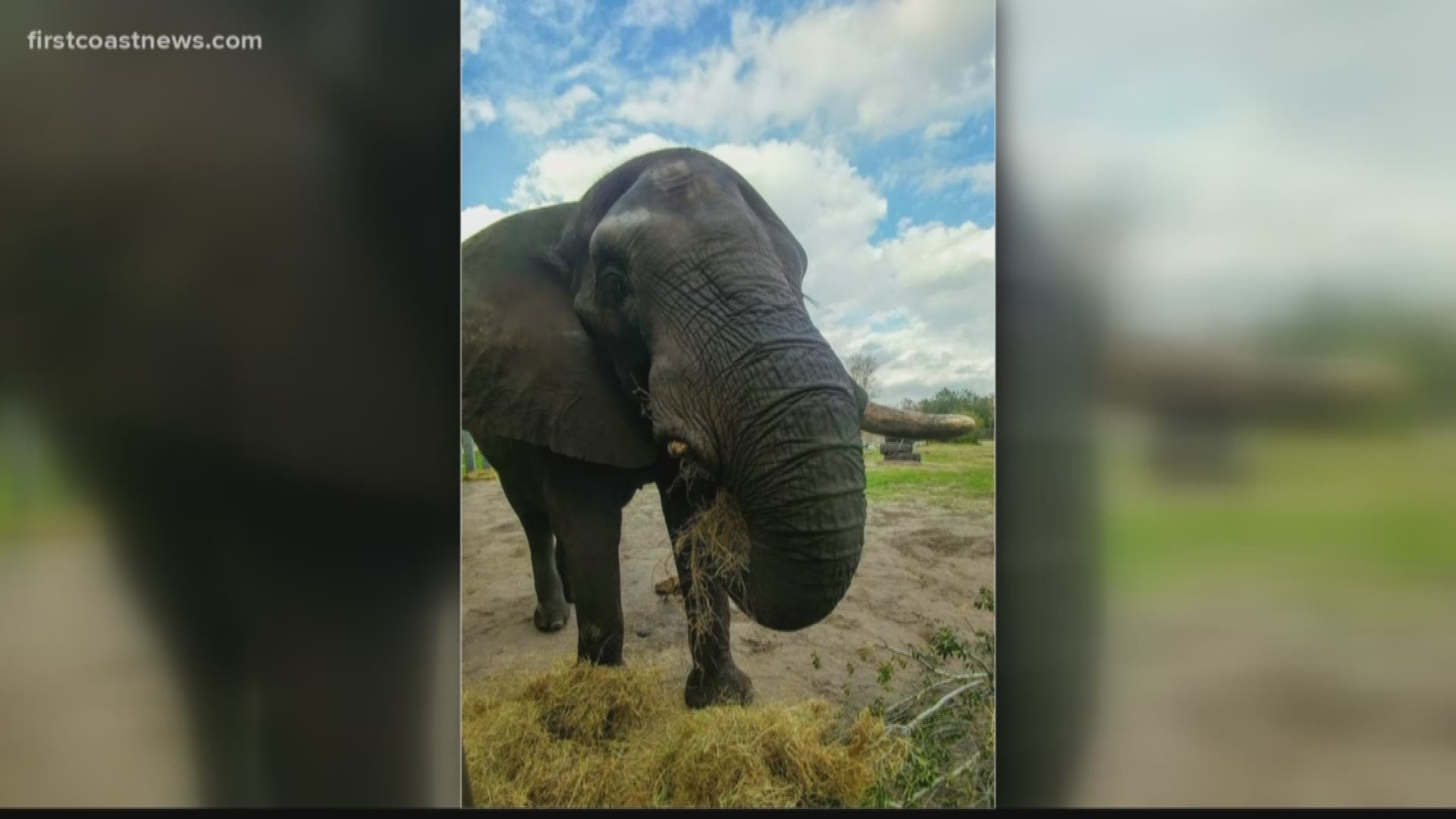 An elephant that was originally from Michael Jackson's Neverland Ranch briefly escaped his enclosure at the Jacksonville Zoo on Sunday.