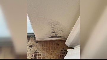 Black mold corrodes family's experience at Ponte Vedra Beach hotel