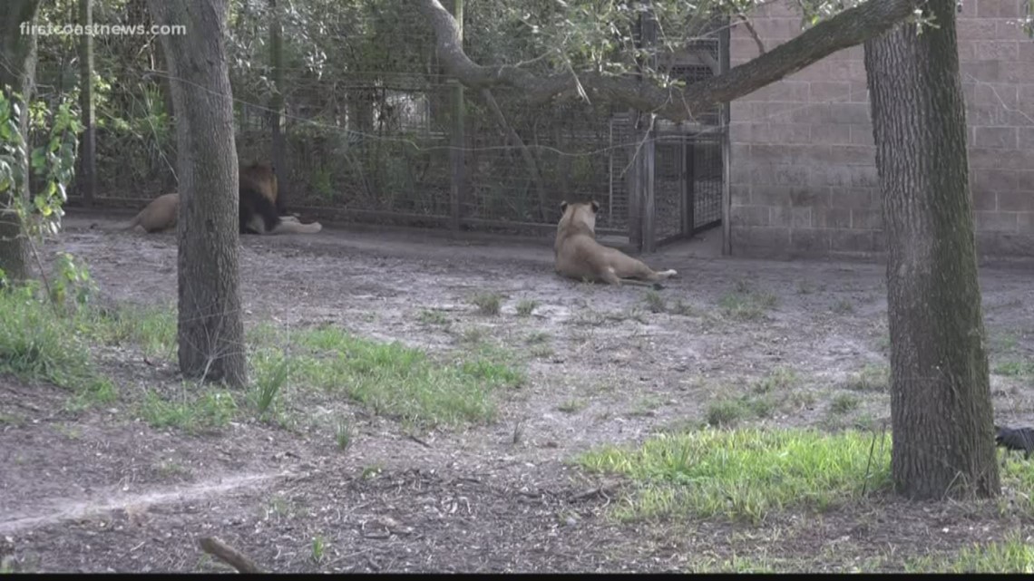 African Lion  Jacksonville Zoo and Gardens