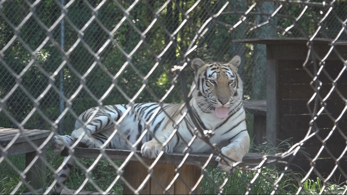 Jacksonville zoo employee recovering from bear attack. Expert says ...