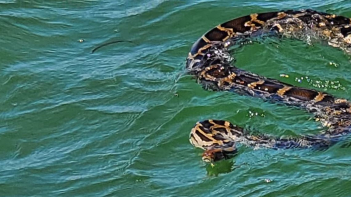 VIDEO: 11-foot Burmese Python captured swimming off coast of Florida ...
