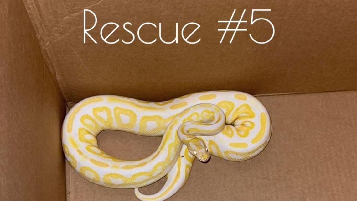California Python 20+ ball pythons found in a St. Augustine neighborhood in July ...