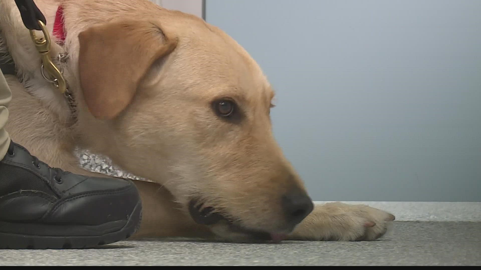 The wait time for a service dog will be reduced from four years to just two.
