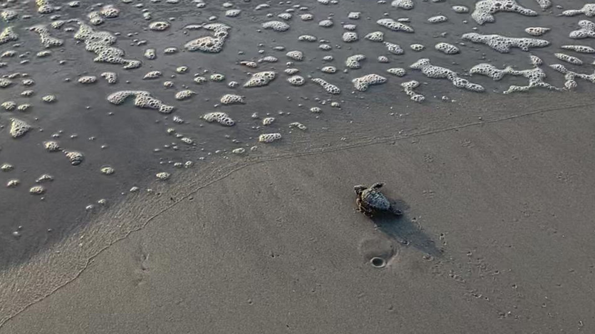 This little guy made his way out to the ocean after hatching at Mickler's Landing. Video courtesy of Abby Kuhn.
